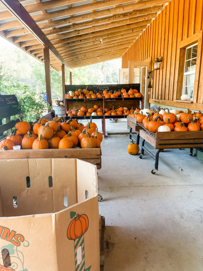 kelly-meinke-pumpkin-patch-2021-family